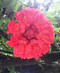 Brownea enrici