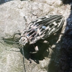 Chalcophora mariana