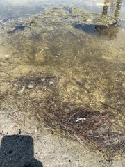 Cymodoceaceae