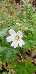 Malva preissiana