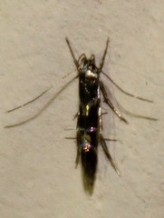 Cosmopterix nitens