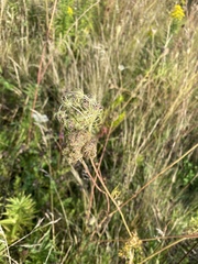 Daucus carota