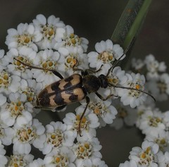 Judolia erratica