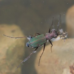 Cylindera germanica