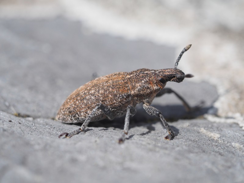Rhabdorrhynchus echii
