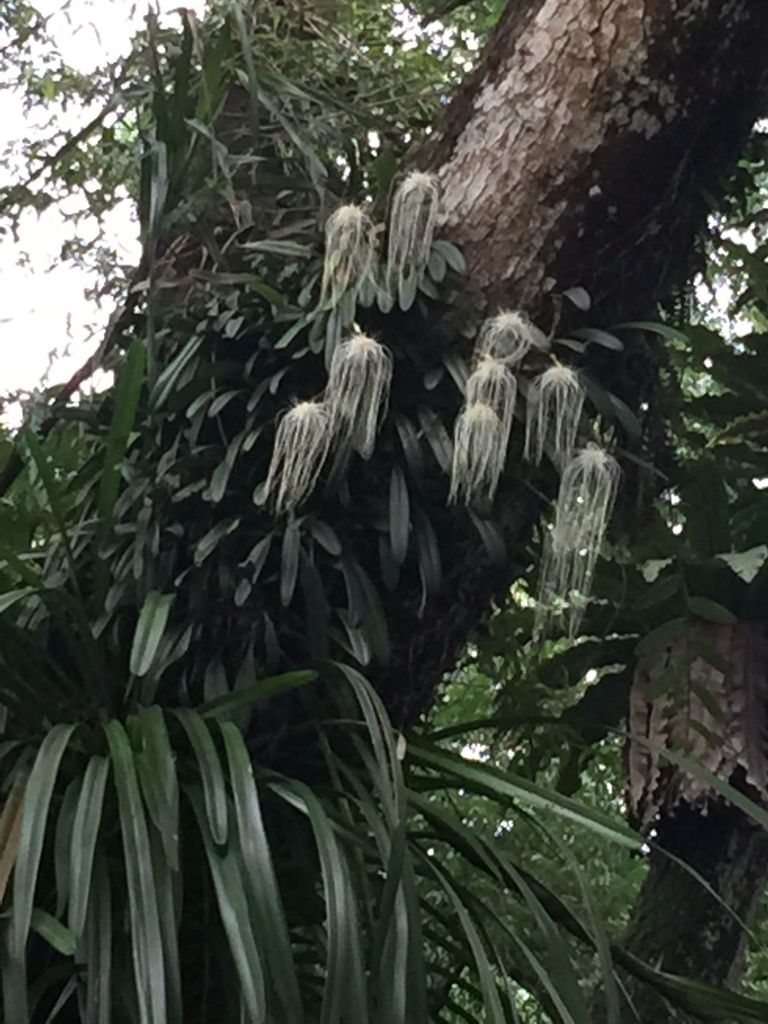 Bulbophyllum medusae 'Full Moon'