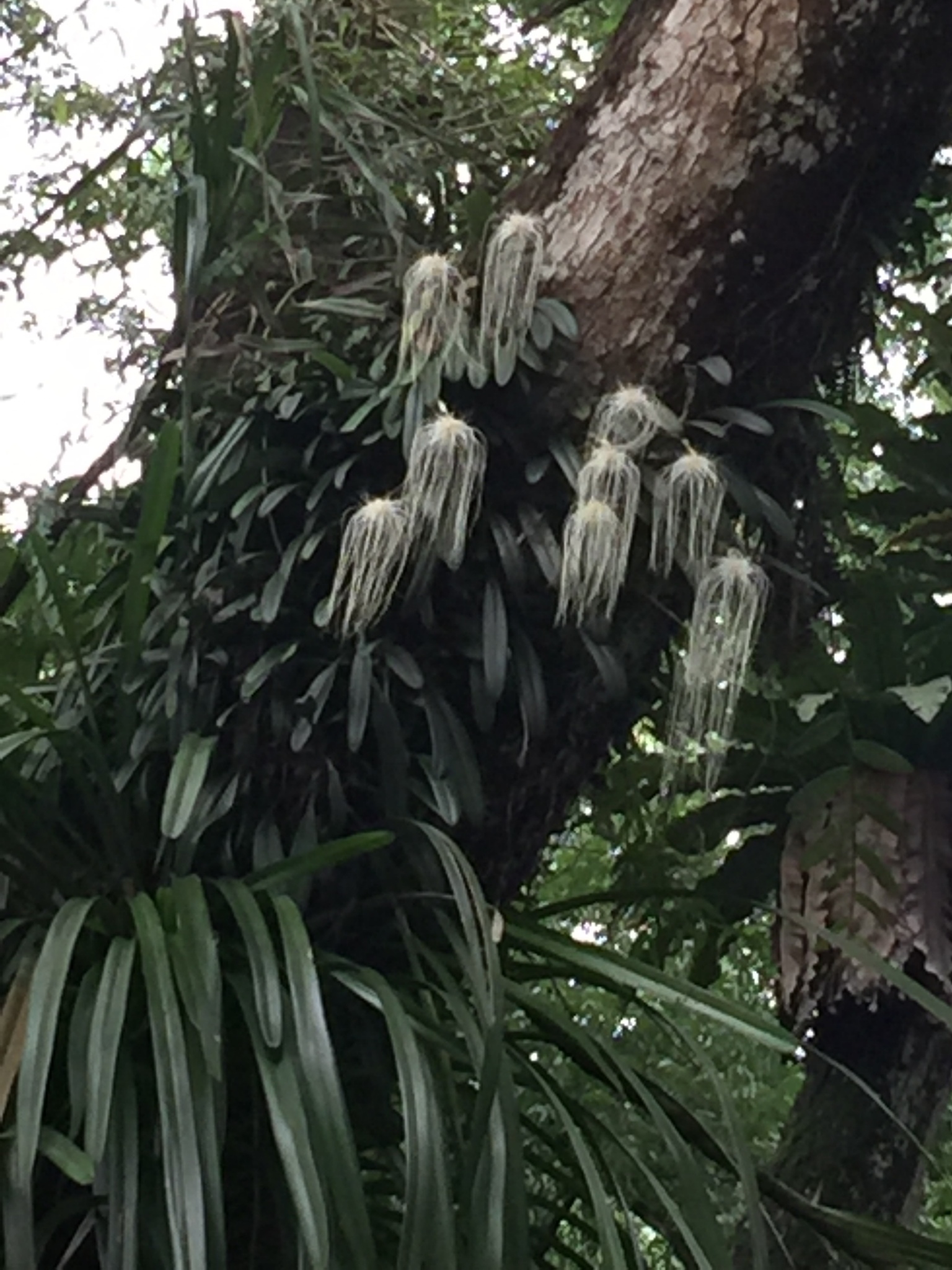 Imagem de Orquídea Medusa