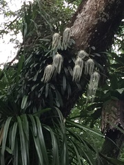Bulbophyllum medusae