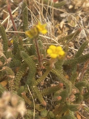 Ivesia lycopodioides scandularis