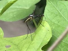 Toxorhynchites rutilus septentrionalis