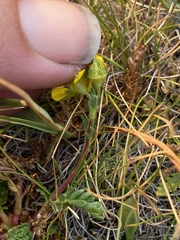 Ivesia lycopodioides scandularis