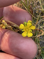 Ivesia lycopodioides scandularis