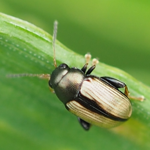 Chaetocnema conducta