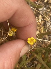 Ivesia lycopodioides scandularis