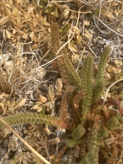 Ivesia lycopodioides scandularis