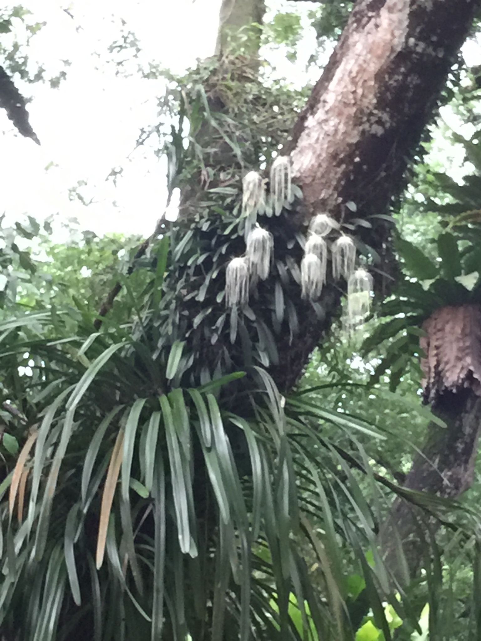 Imagem de Orquídea Medusa