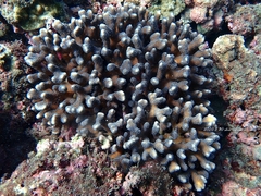 Stylophora