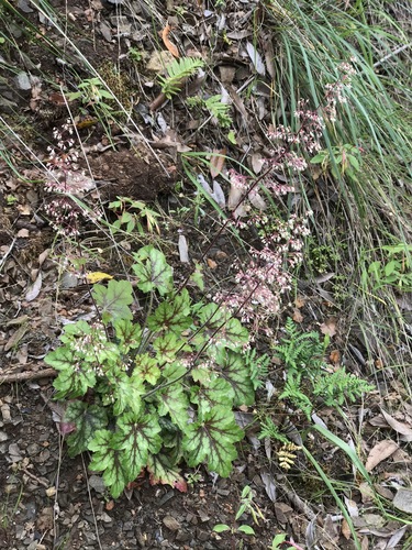 Heuchera micrantha