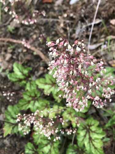 Heuchera micrantha