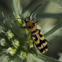Chlorophorus varius