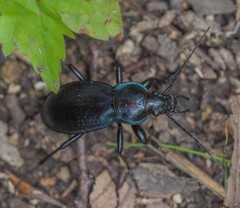 Carabus scheidleri