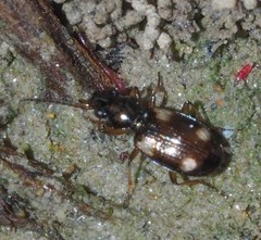 Bembidion quadrimaculatum