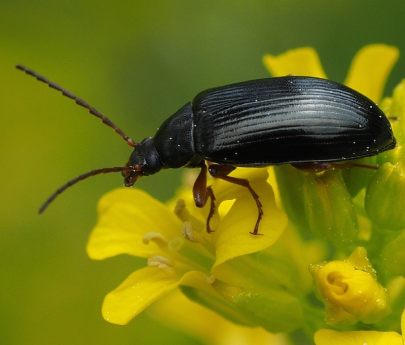 Gonodera luperus