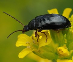 Gonodera luperus