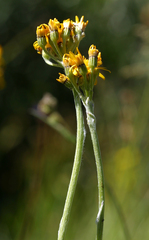 Senecio scorzonella