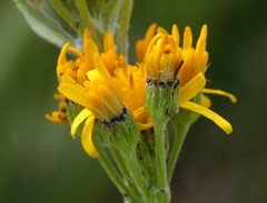 Senecio scorzonella