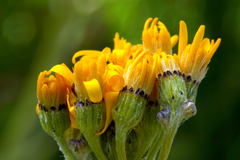 Senecio scorzonella
