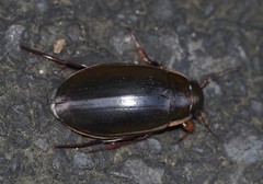Dytiscus dimidiatus