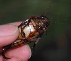 Dytiscus dimidiatus