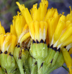 Senecio scorzonella
