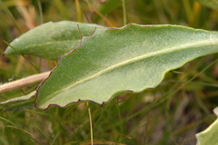 Senecio scorzonella