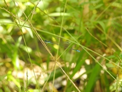 Aciagrion occidentale