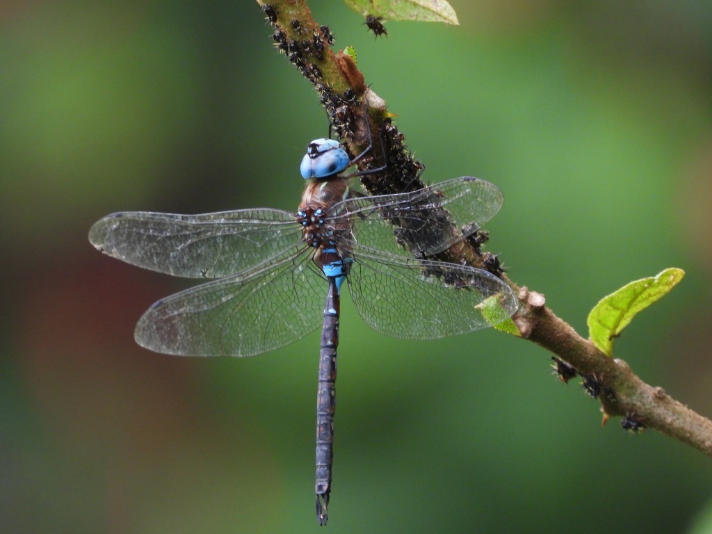 Jalapa Darner