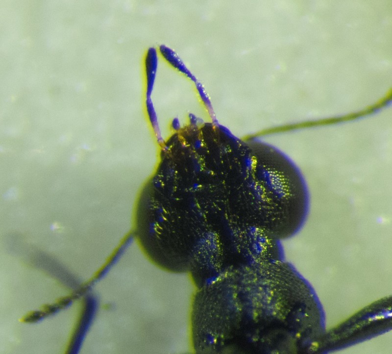Rove beetle