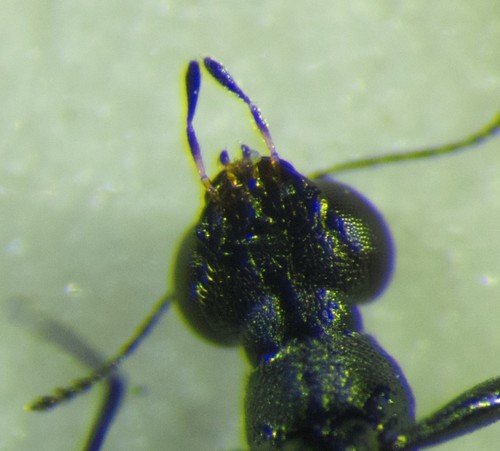 Rove beetle
