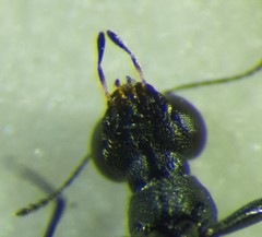 Stenus biguttatus