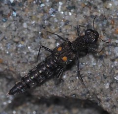Stenus biguttatus