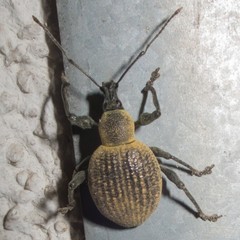 Otiorhynchus pseudonothus