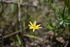 Microseris walteri