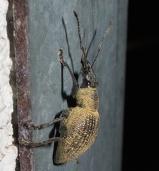 Otiorhynchus pseudonothus