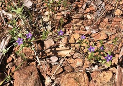 Githopsis specularioides