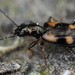 Bembidion genei illigeri - Photo (c) carnifex, some rights reserved (CC BY), uploaded by carnifex