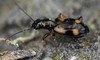 Bembidion genei - Photo (c) carnifex, some rights reserved (CC BY), uploaded by carnifex