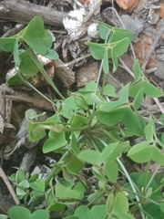 Oxalis incarnata