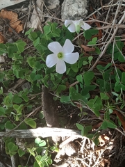 Oxalis incarnata