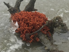 Clathria